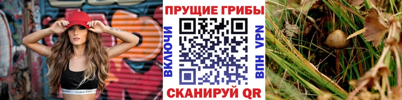 Галлюциногенные грибы Psilocybine cubensis  Купить закладки  Чусовой 